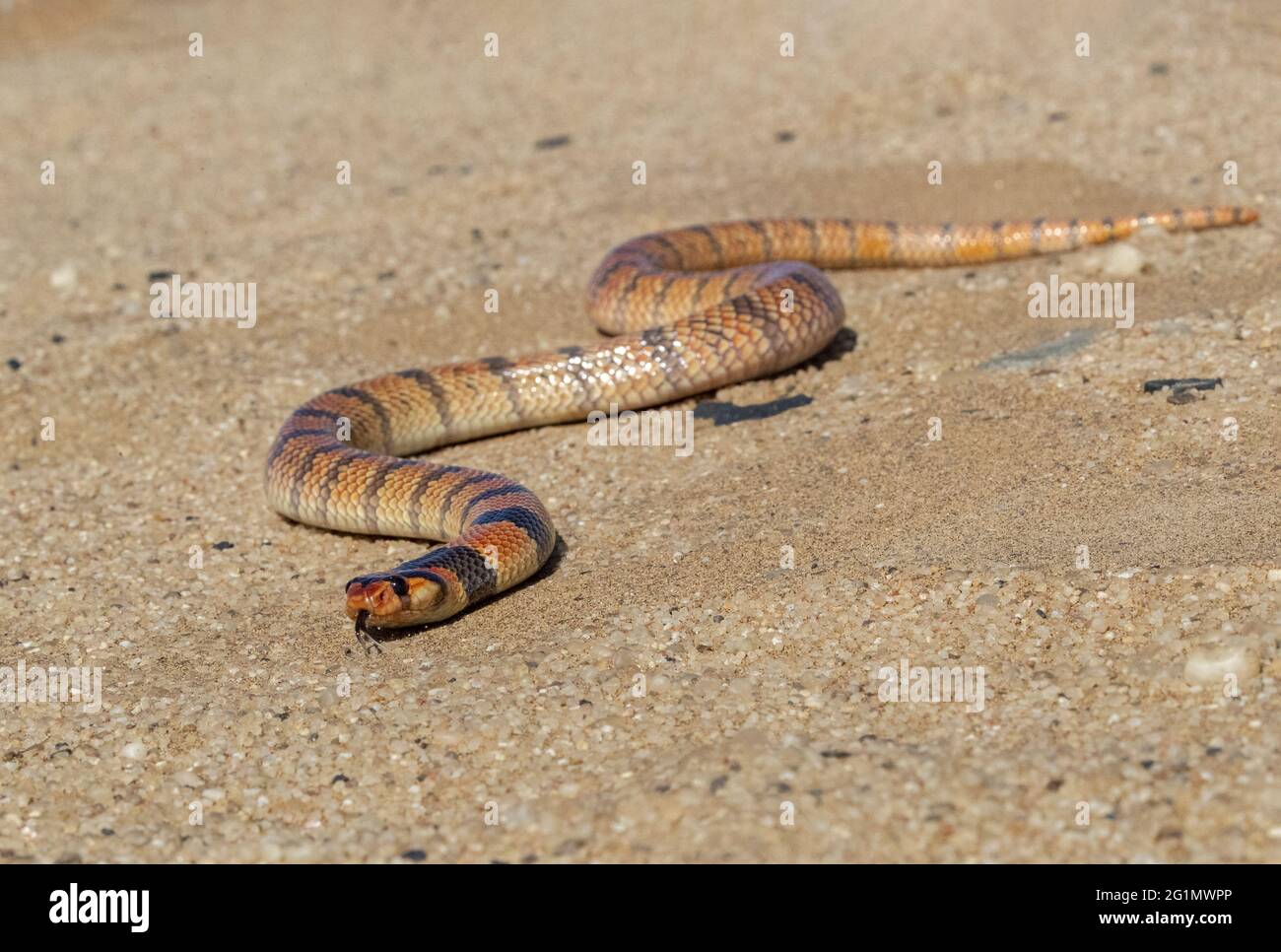 Namibia, Swakopmund, Parque Nacional Dorob, Serpiente Coral (Aspidelaps lubricus lubricus) Foto de stock