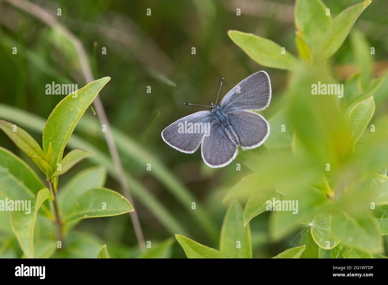 Parte superior de una pequeña mariposa azul (Cupido minimus) Foto de stock