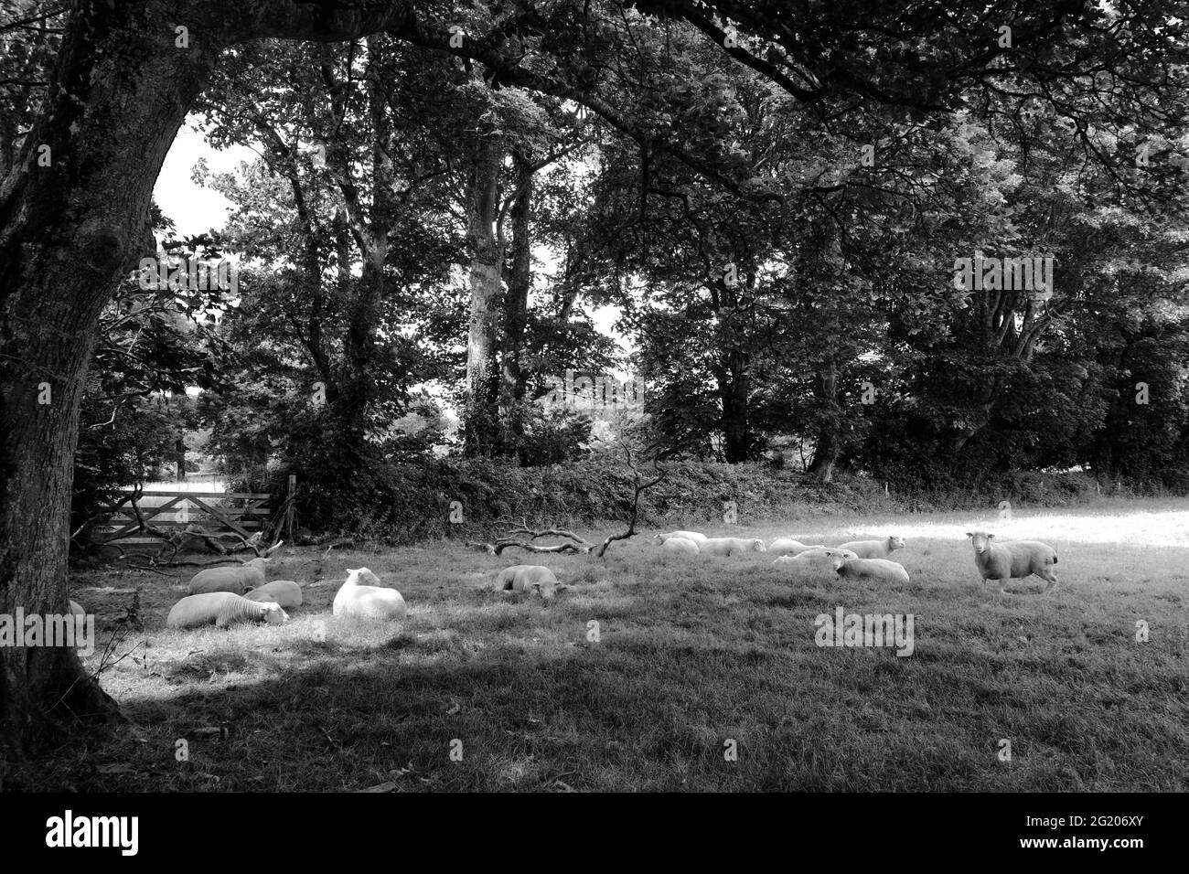 Ovejas pastando en un campo pequeño - John Gollop Foto de stock