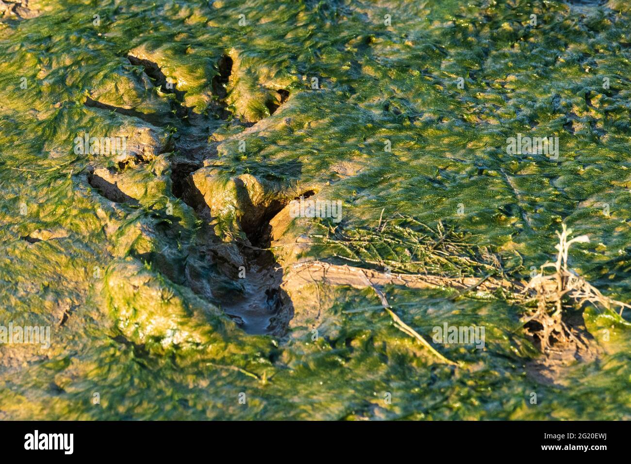 Primer plano de las pistas dejadas por un caimán caminando a través de barro fresco en el Parque Estatal Meaher cerca de Mobile, Alabama, el 10 de mayo de 2021. Foto de stock