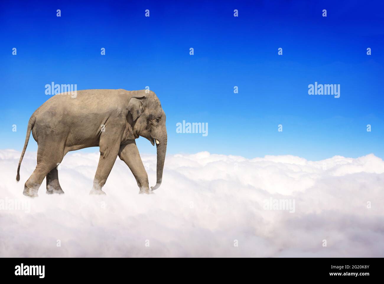 Pancarta horizontal con elefante sobre las nubes sobre el fondo azul del cielo. Lindo elefante en el cielo. Escena fantástica con un elefante caminando sobre las nubes. Foto de stock