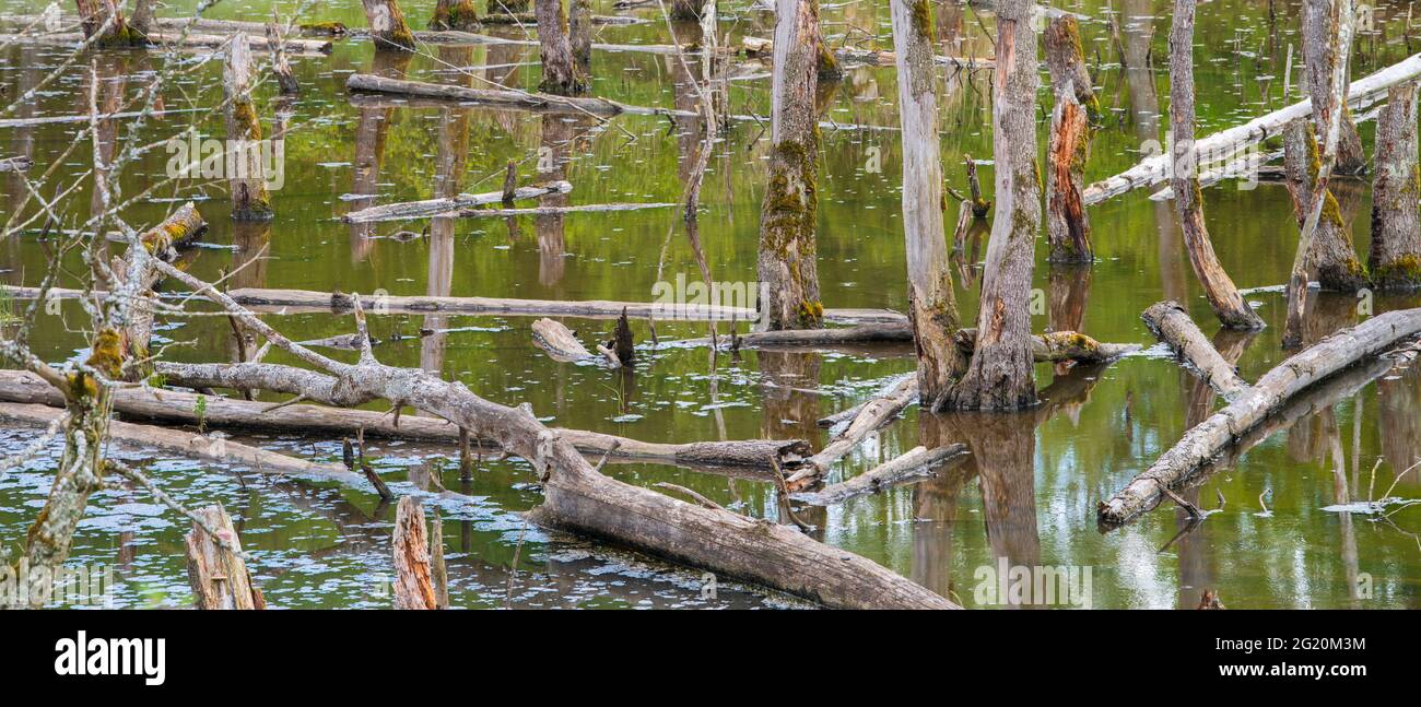 Biotopo con tocones de árboles en el agua Foto de stock