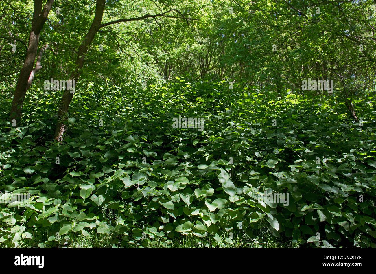 El knotweed asiático, una especie invasora, una plaga en la silvicultura, crece sobre toda la vegetación en un bosque Foto de stock