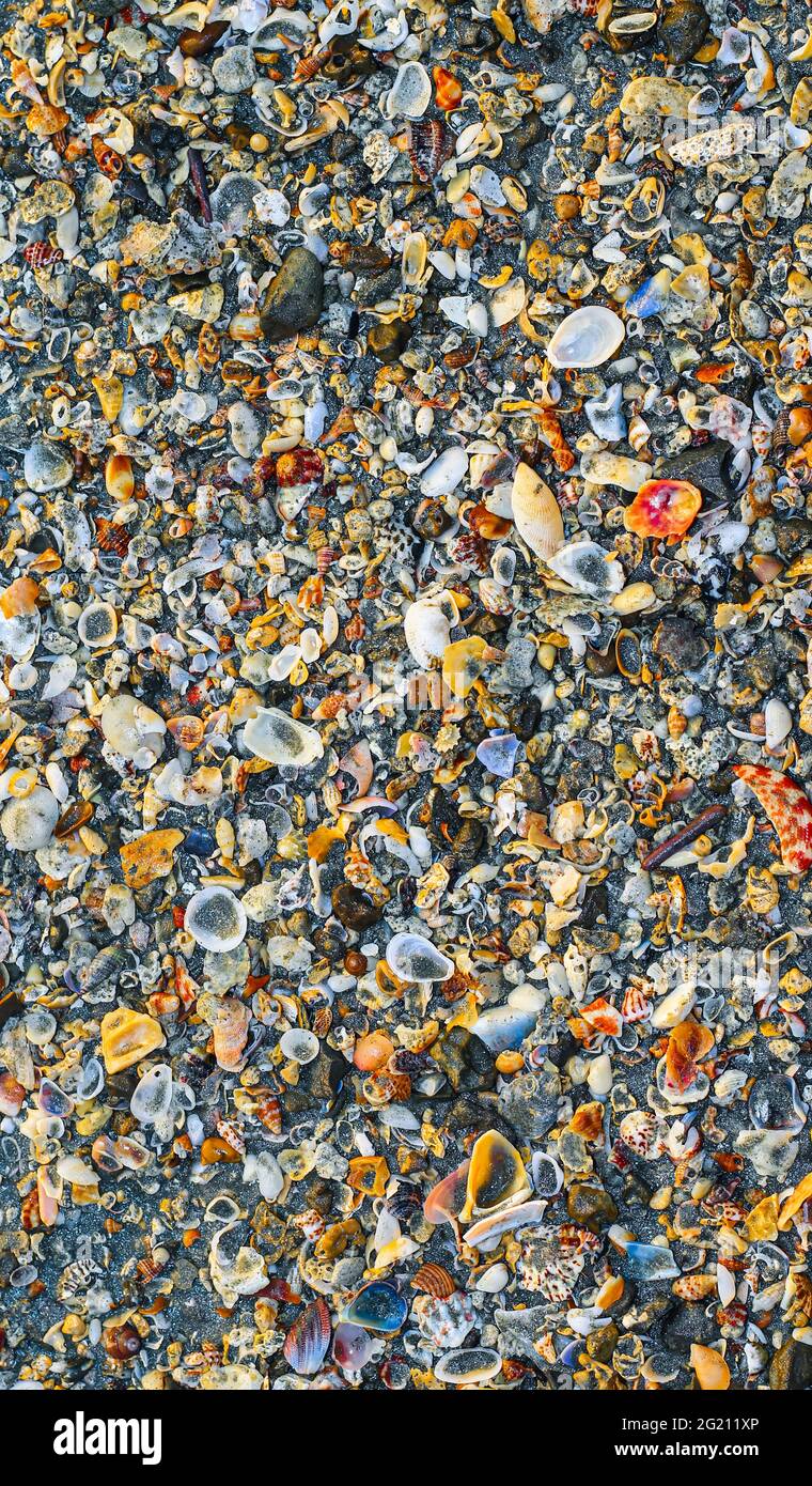 Gran montón con pequeñas conchas y otra vida marina en la playa para el fondo y el papel pintado. Mezcla de coloridas conchas en la orilla del mar. Muchos mares diferentes Foto de stock