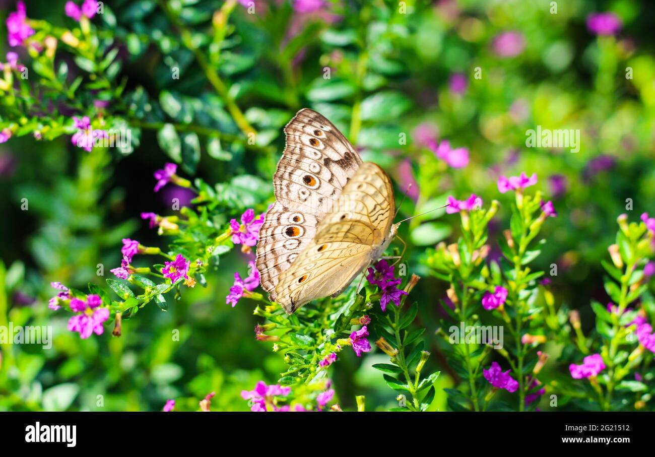 Hermosa mariposa pansy con fondo verde y floral. Foto de stock