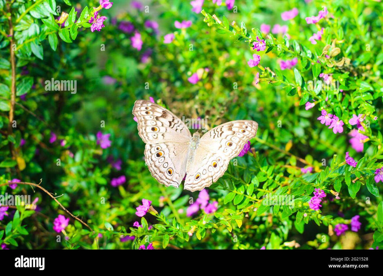 Hermosa mariposa pansy con fondo verde y floral. Foto de stock