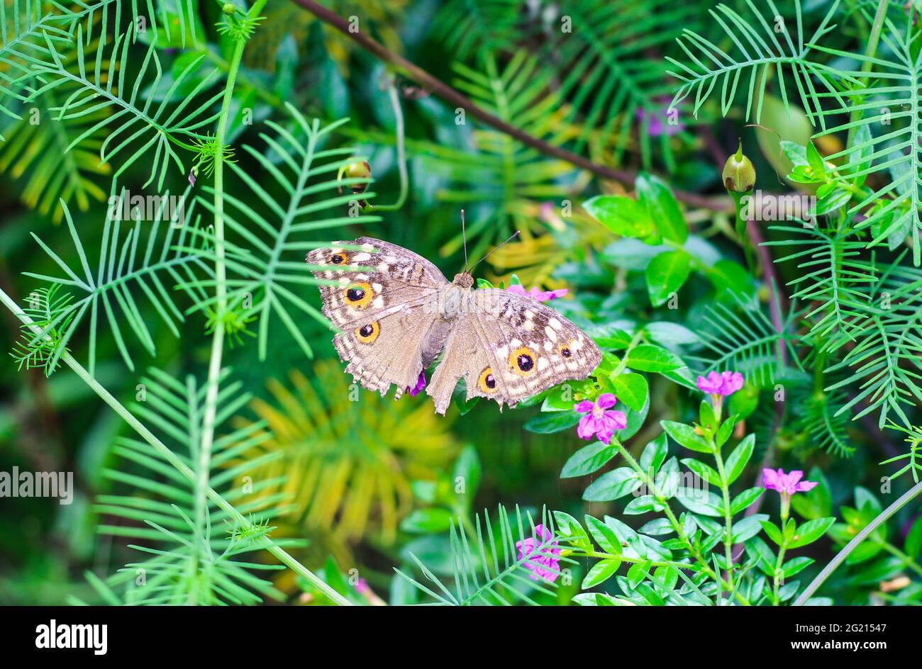 Hermosa mariposa pansy con fondo verde y floral. Foto de stock