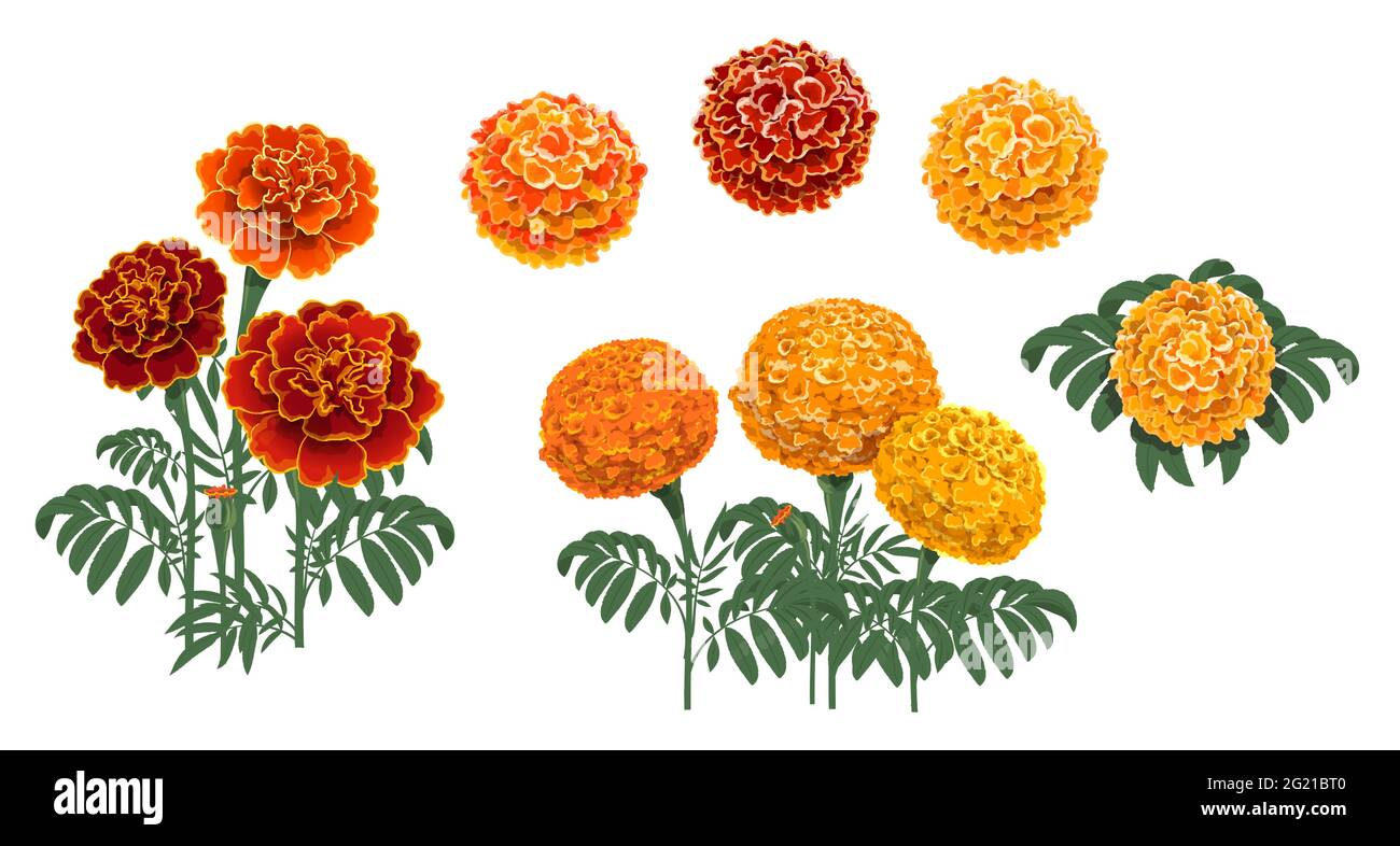 Flores, hojas y capullos de flores de Marigold. Rojo y naranja tagetes o  cempasuchil floreciendo flores, mexicano Dia de los Muertos, Día de Muertos  vacaciones An Imagen Vector de stock - Alamy
