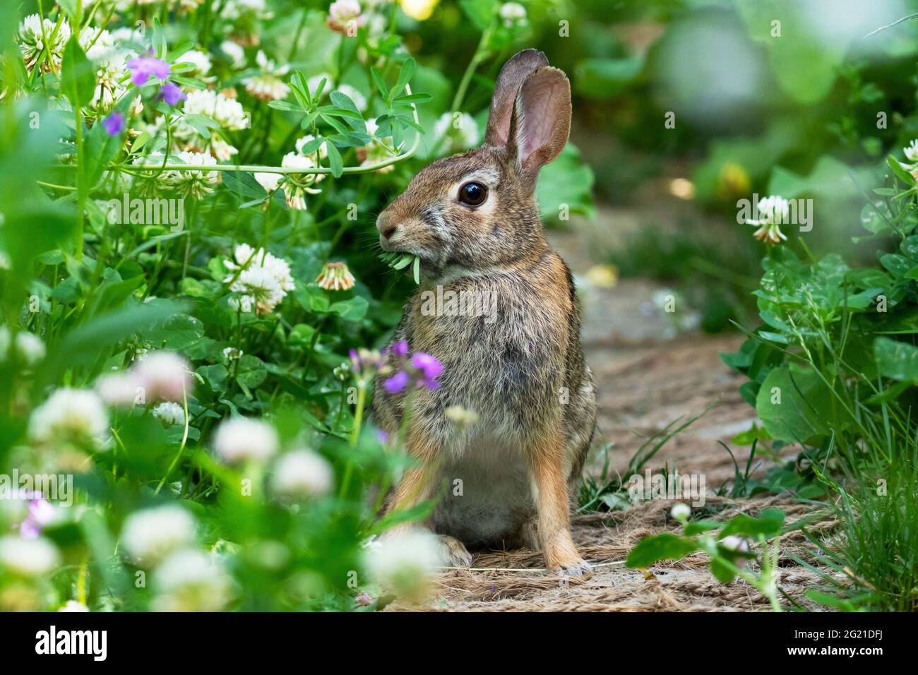 Conejo de cola de algodón del este, (Sylvilagus floridanus) Conejo Foto de stock