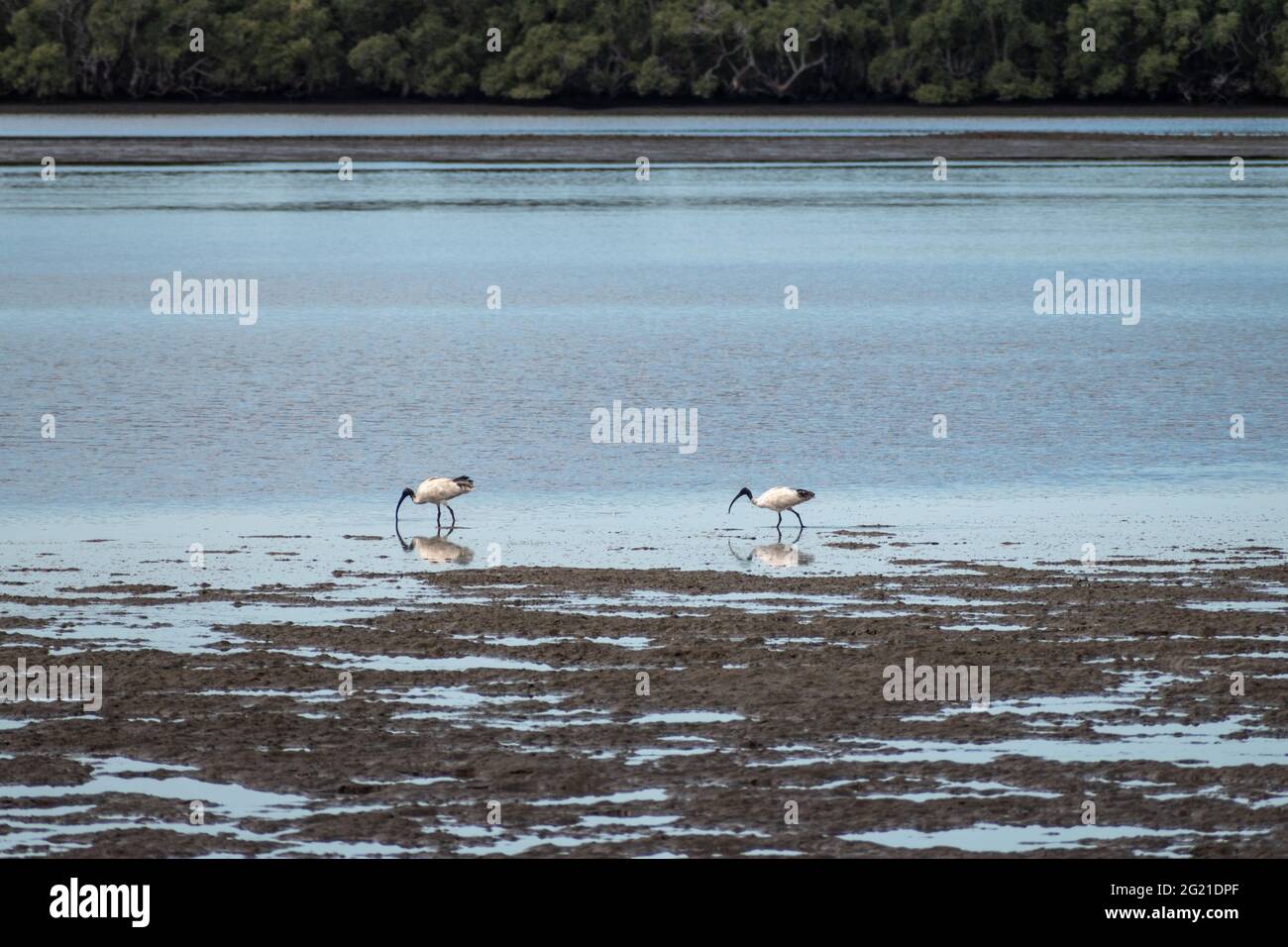 Dos Ibises Blancos Australianos (Threskiornis molucca) se alimentan de la marea baja en las marismas de Pumicestone Passage, Brisbane, Queensland, Australia Foto de stock