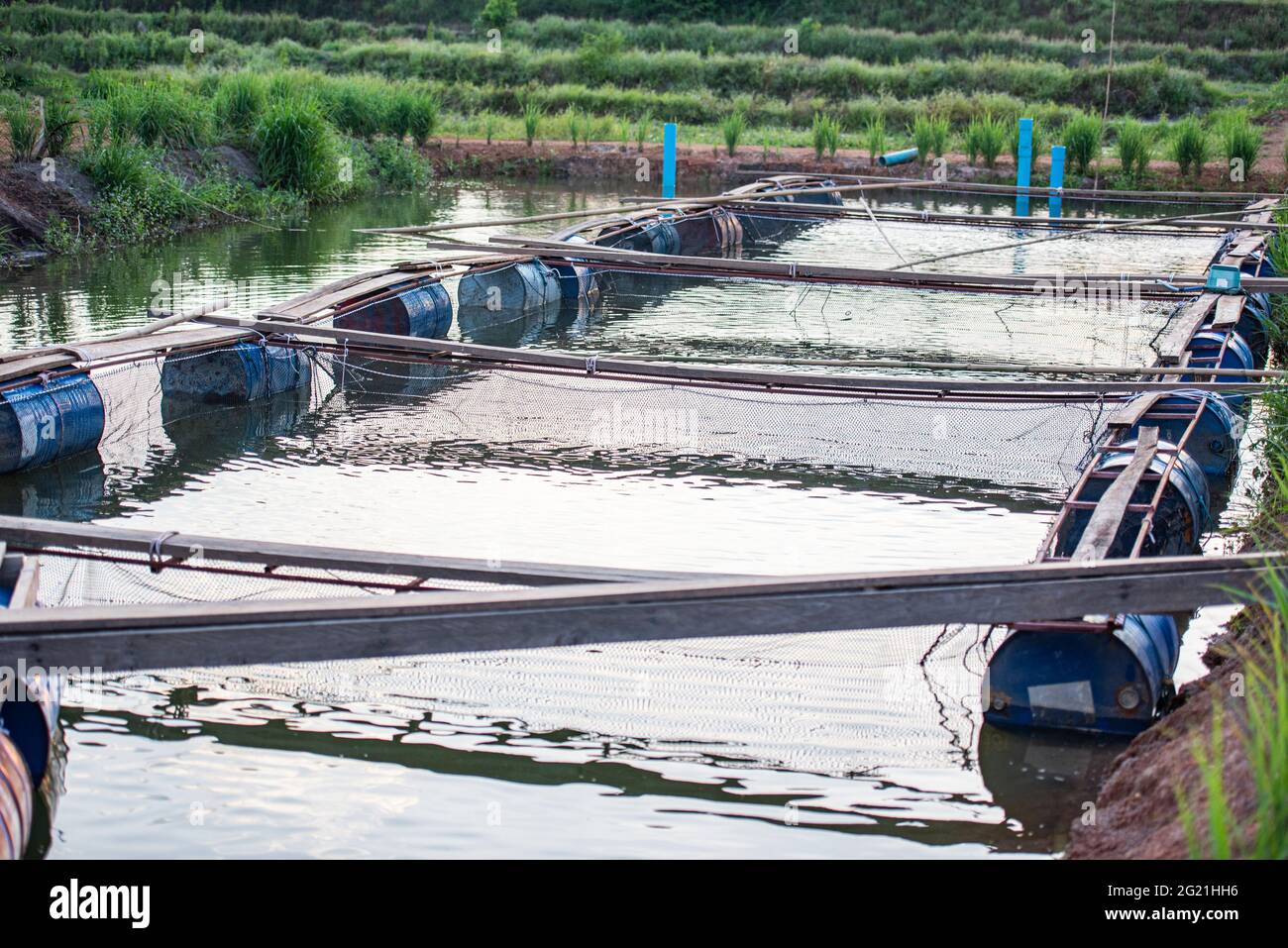 de granja de agua dulce en la superficie del agua estanque agricultura tilapia granja Fotografía de stock - Alamy