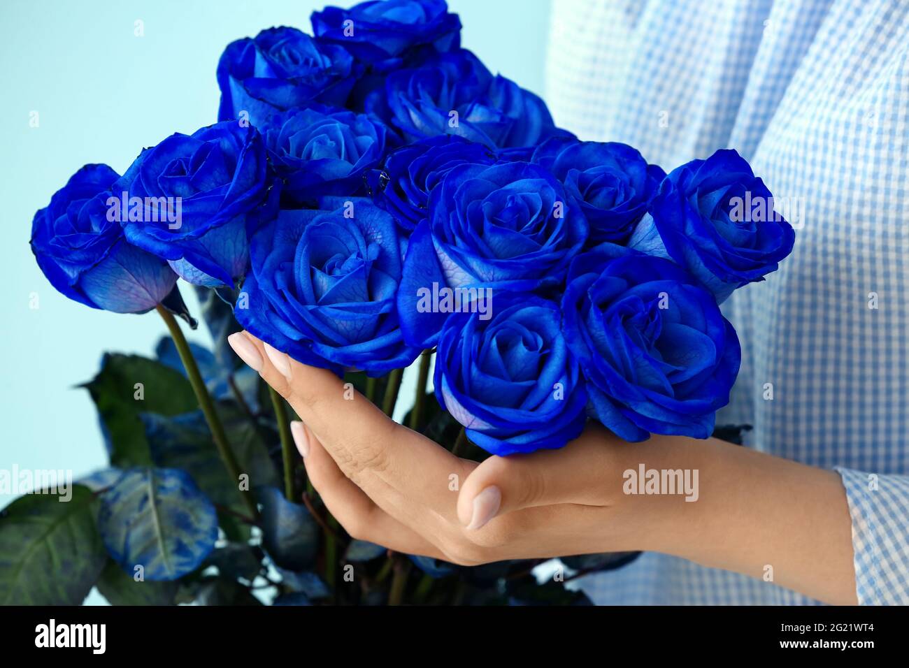 Mujer con hermosas rosas azules sobre fondo de color, primer plano  Fotografía de stock - Alamy