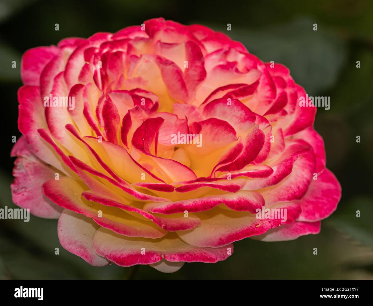 Hermosas imágenes de rosas de amor fotografías e imágenes de alta  resolución - Alamy