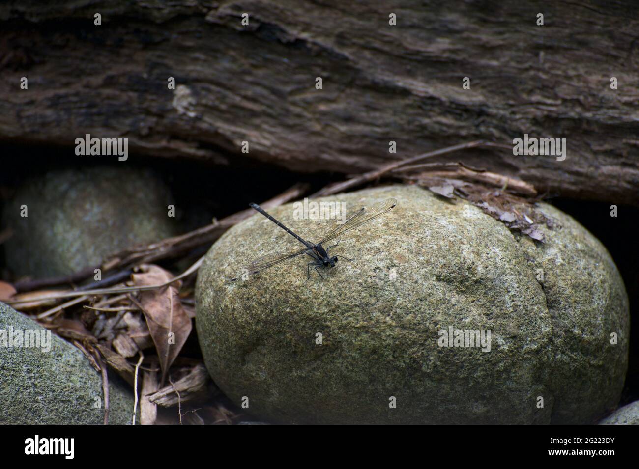 Damsel on a rock - Una mosca de Damsel (orden Odonata) baluza en una roca, cerca de un arroyo. Estos depredadores se alimentan de otros insectos, particularmente los mosquitos. Foto de stock