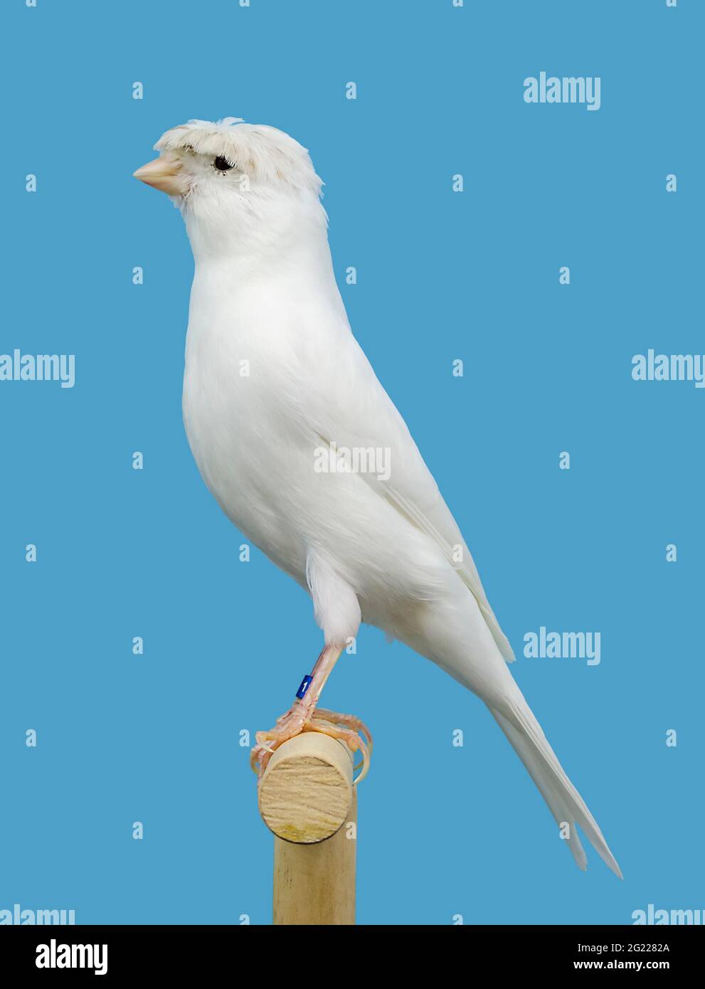 Economía caos Correctamente Pájaro canario nacional blanco encaramado en caja blanda Fotografía de  stock - Alamy