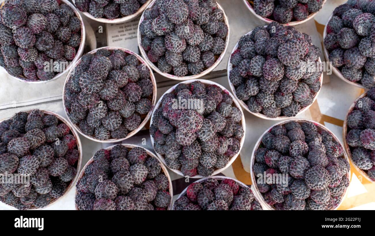 Robus Oodoratus Fotos e Imágenes de stock - Alamy
