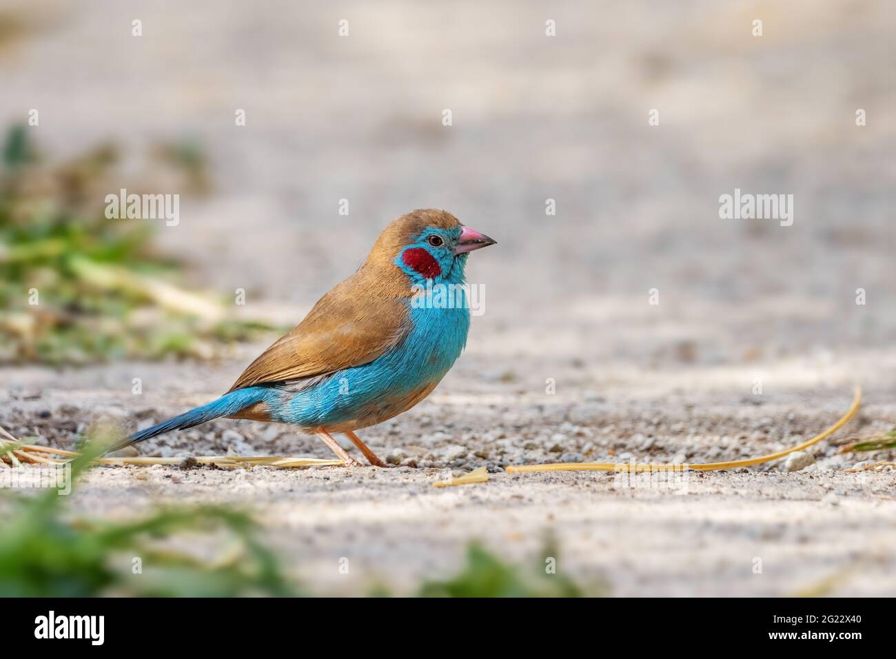 Cordonbleu de color rojo - Uraeginthus bengalus, hermoso pájaro perchero de colores de arbustos y jardines africanos, lago Ziway, Etiopía. Foto de stock