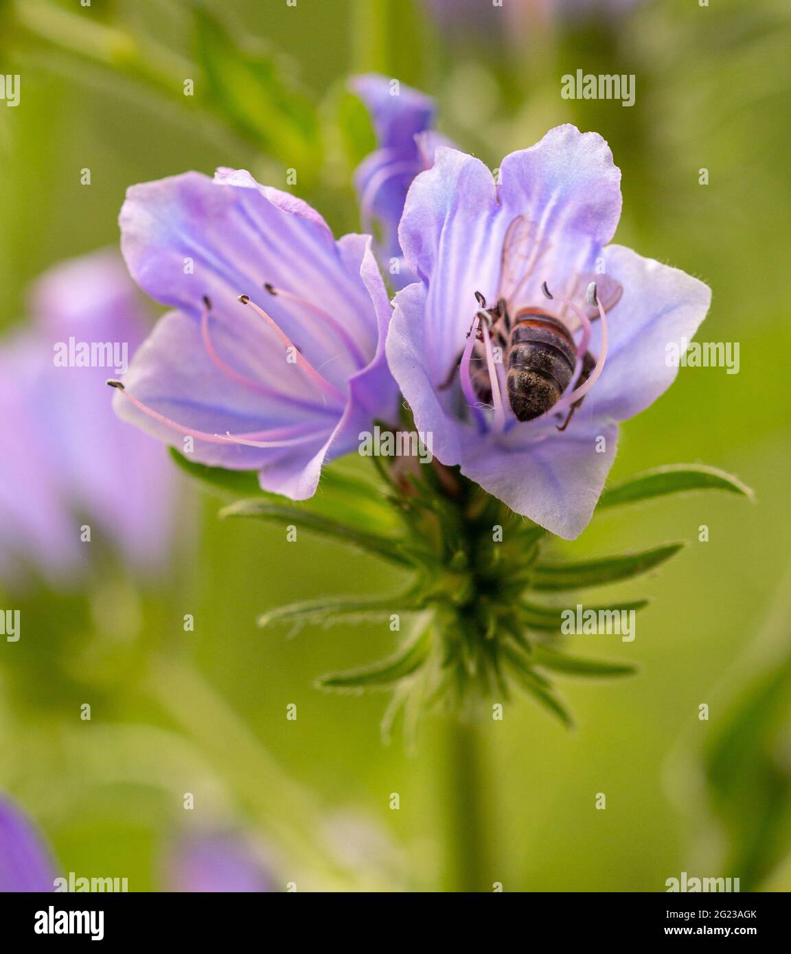 Macro de una abeja de miel (apis mellifera) que recoge polen en una maldición de Paterson (echium plantagineum) florece con fondo bokeh borroso Foto de stock