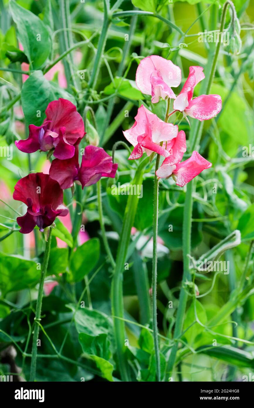 Lathyrus odoratus «Beaujolais». Moderna grandiflora Dulce Pea “Beaujolais”. Flores que crecen en la vid Foto de stock