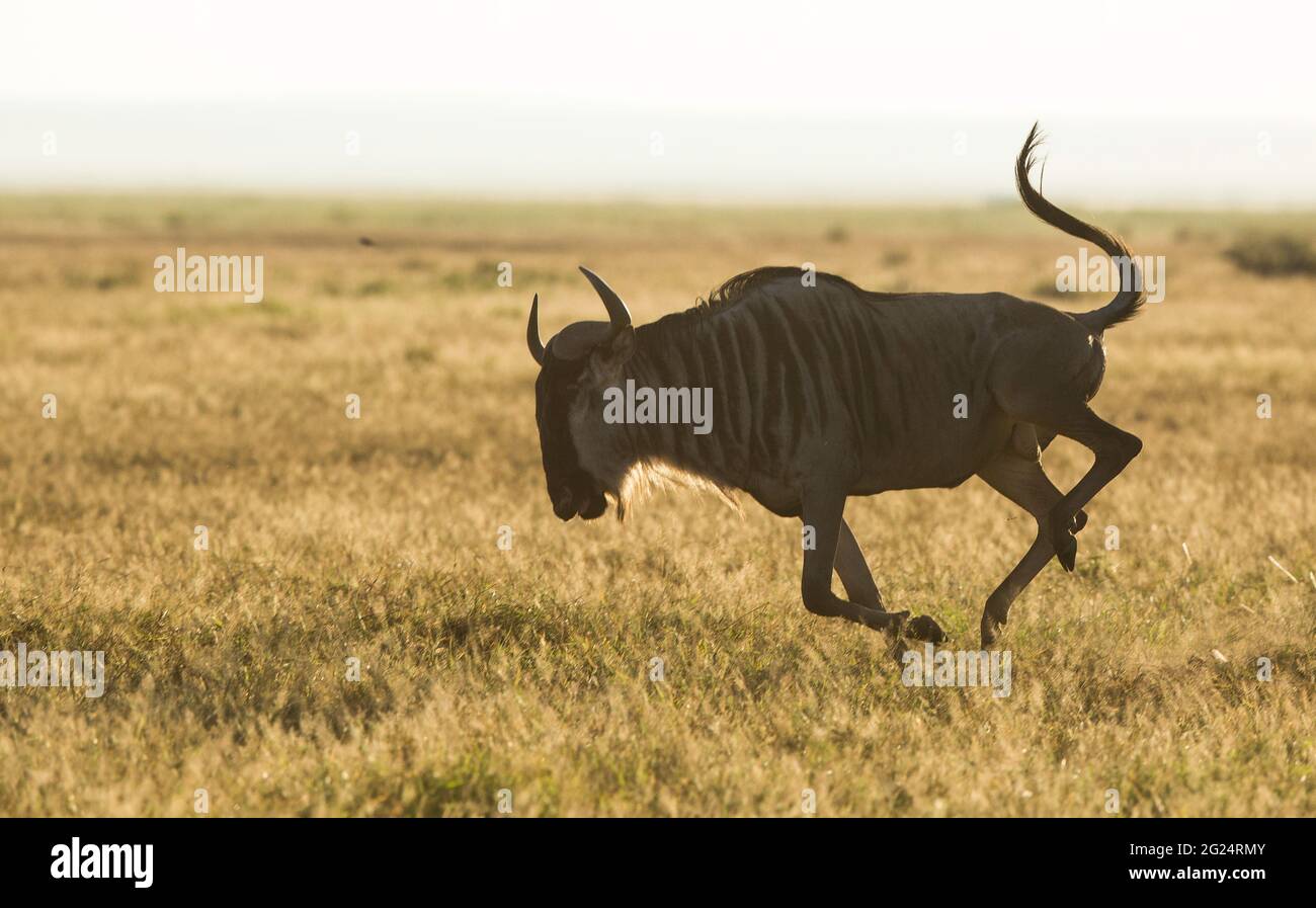 Wildebeest , Amboseli, Kenia Foto de stock