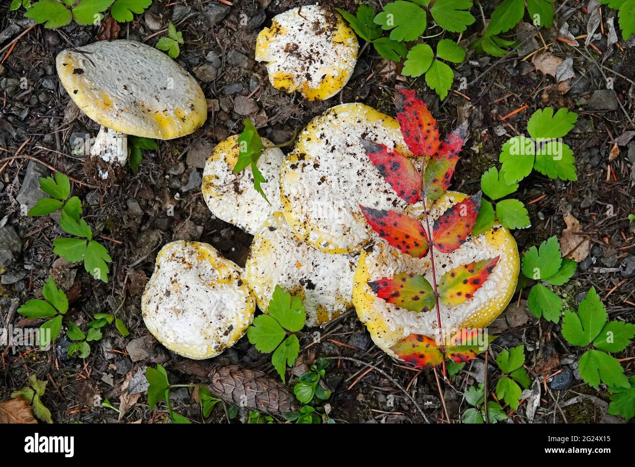 Amanita aprica, también conocida como la amanita del sol, es un hongo venenoso que crece en el noroeste del Pacífico, usualmente en bosques de pinos/abetos de Douglas. Foto de stock