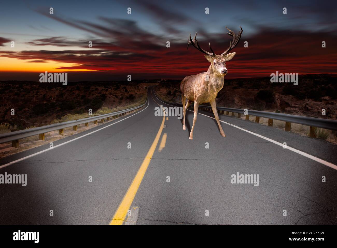 Ciervo parado en el medio de una carretera en Faros de coche, Estados Unidos Foto de stock