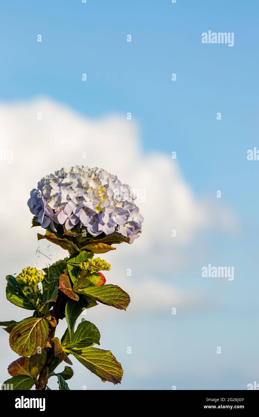 Hortensias azules y blancas, flor de hortensia, con cielo en el fondo,  flores lindas Fotografía de stock - Alamy