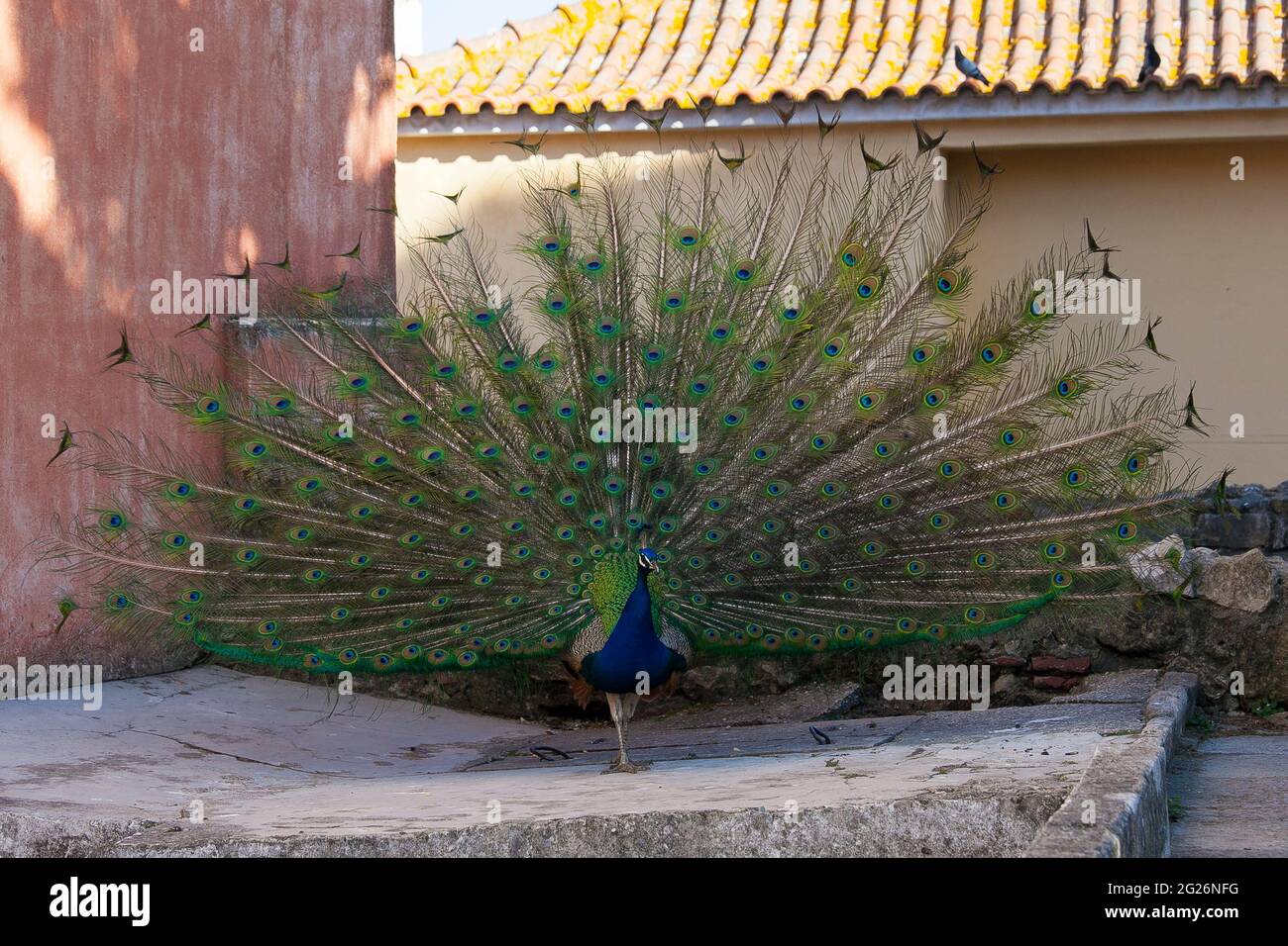 Presentación de cola de pavo real Foto de stock