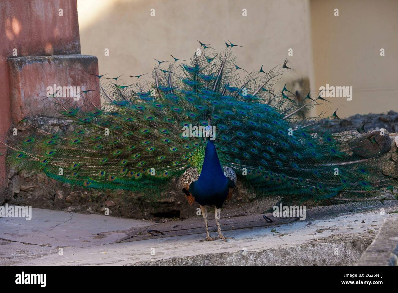 Presentación de cola de pavo real Foto de stock