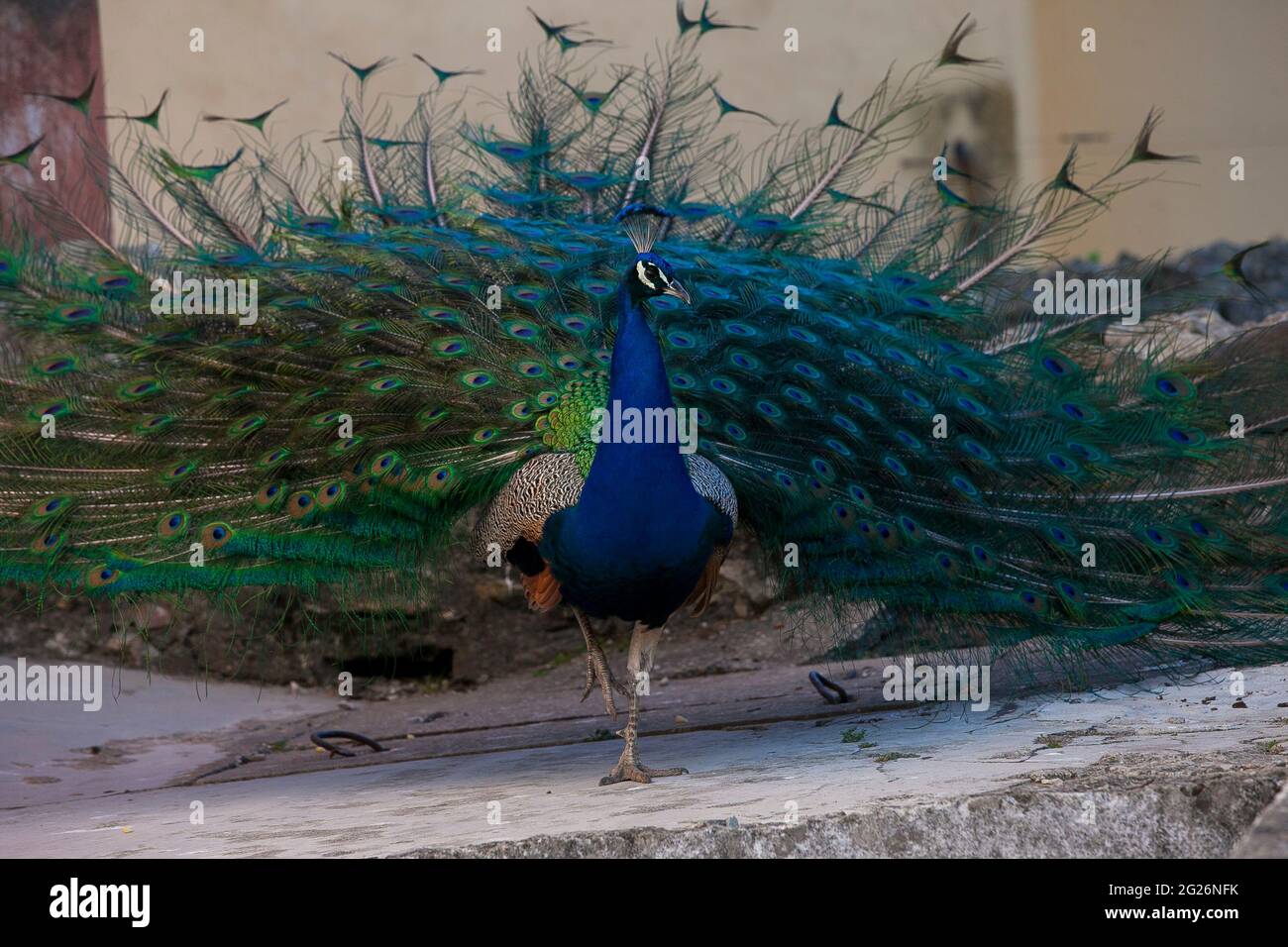 Presentación de cola de pavo real Foto de stock