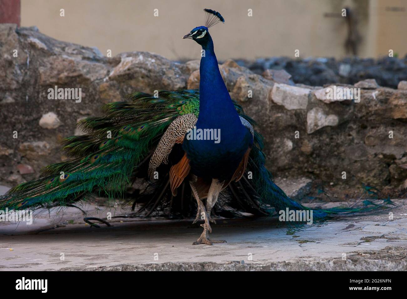 Presentación de cola de pavo real Foto de stock