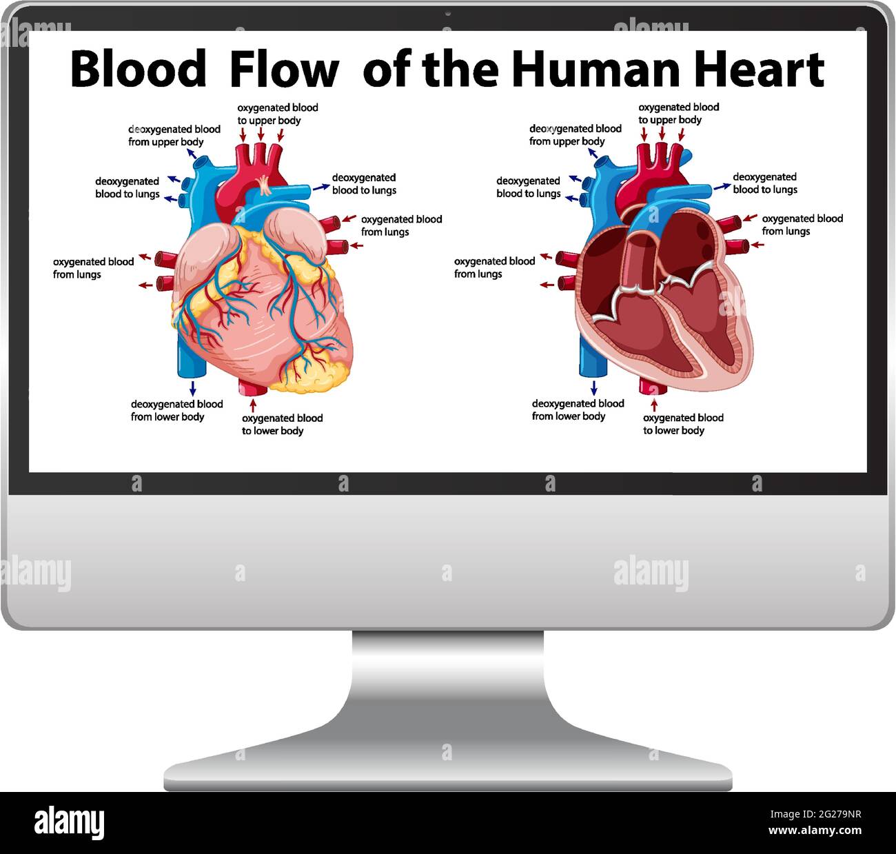 Diagrama Del Flujo Sanguíneo Del Corazón Humano En La Pantalla De La