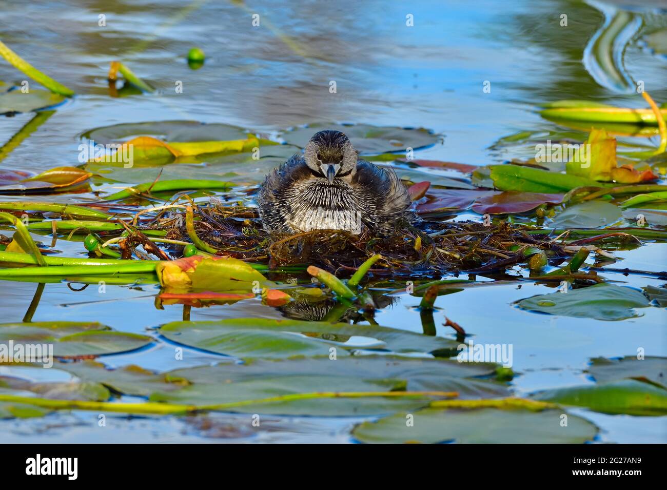 Una vista frontal hembra 'Podilymbus podiceps'; sentado en un nido flotante hecho de lilly pads en la zona pantanosa de un lago rural de Alberta Foto de stock