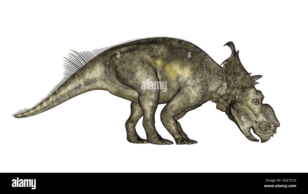 Pachyrhinosaurus dinosaurio comer, vista lateral aislada sobre fondo blanco. Foto de stock