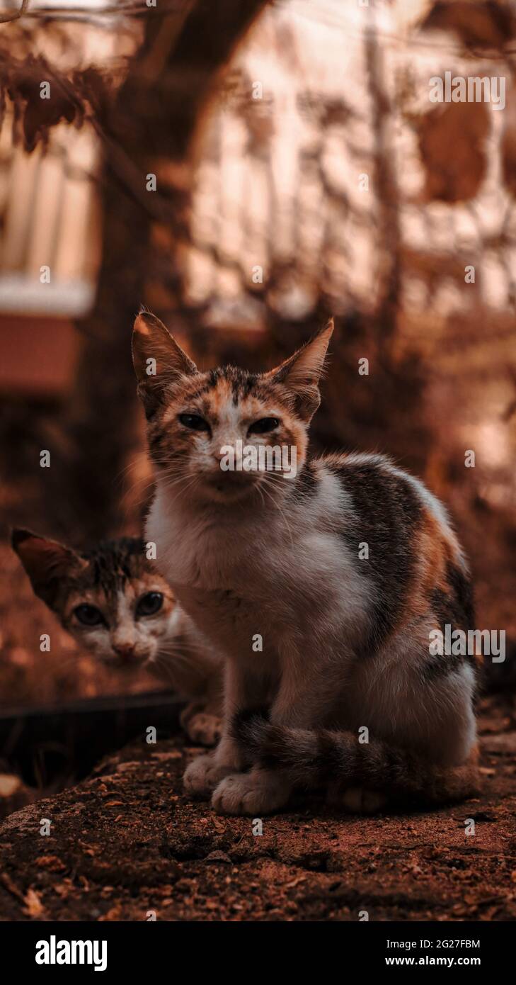 Gatos mezclados fotografías e imágenes de alta resolución - Alamy