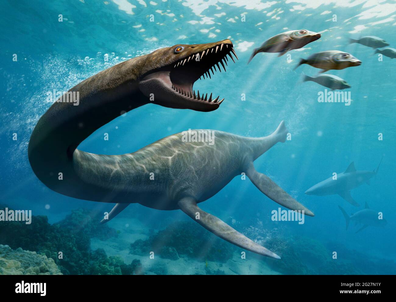 Thalassomedon, un género de plesiosaurio, pescando bajo el mar de América del Norte. Foto de stock