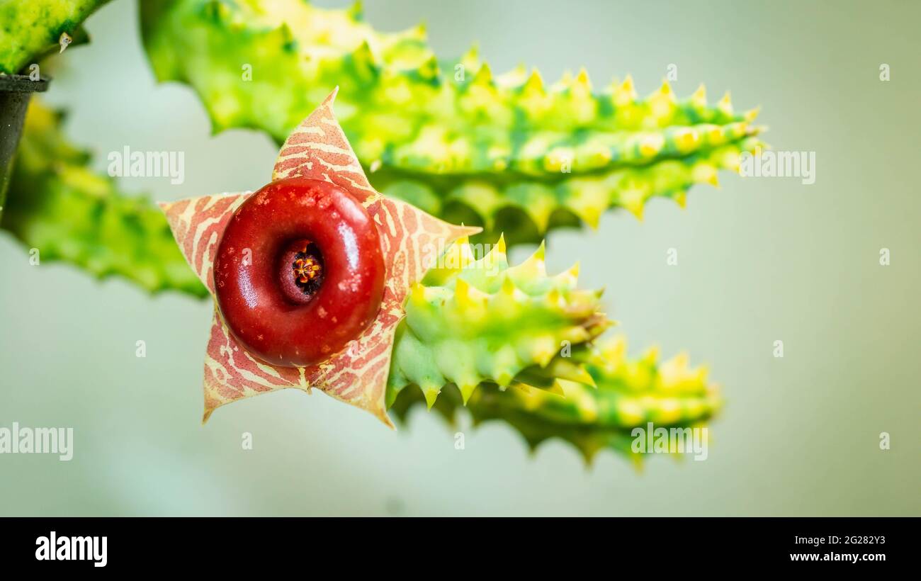 Cactus en forma de estrella fotografías e imágenes de alta resolución -  Alamy
