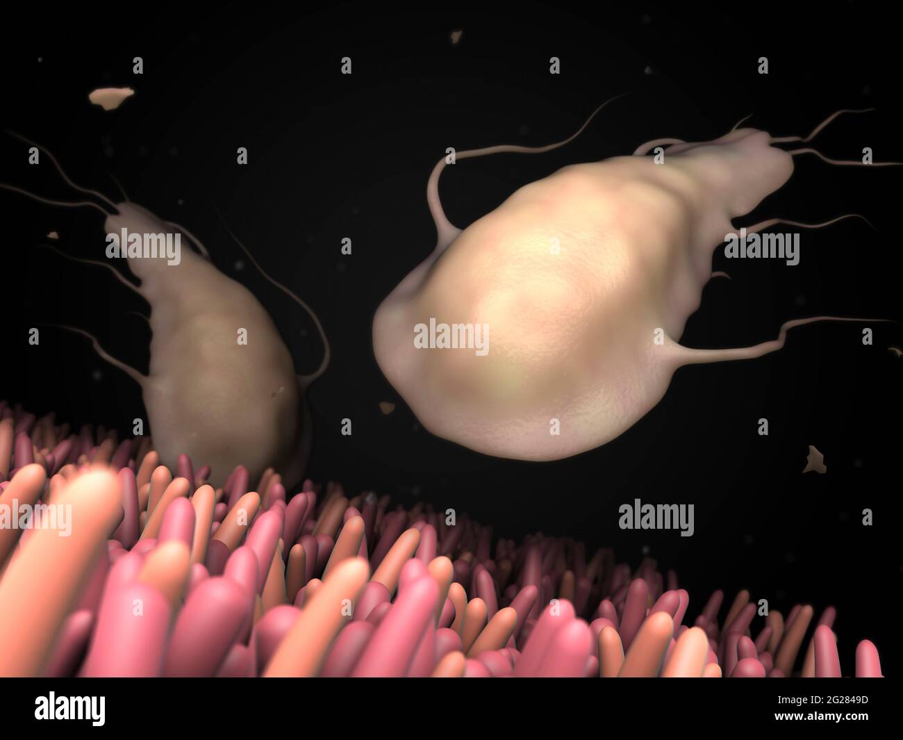 Ilustración biomédica del parásito Giardia dentro de los intestinos humanos. Foto de stock