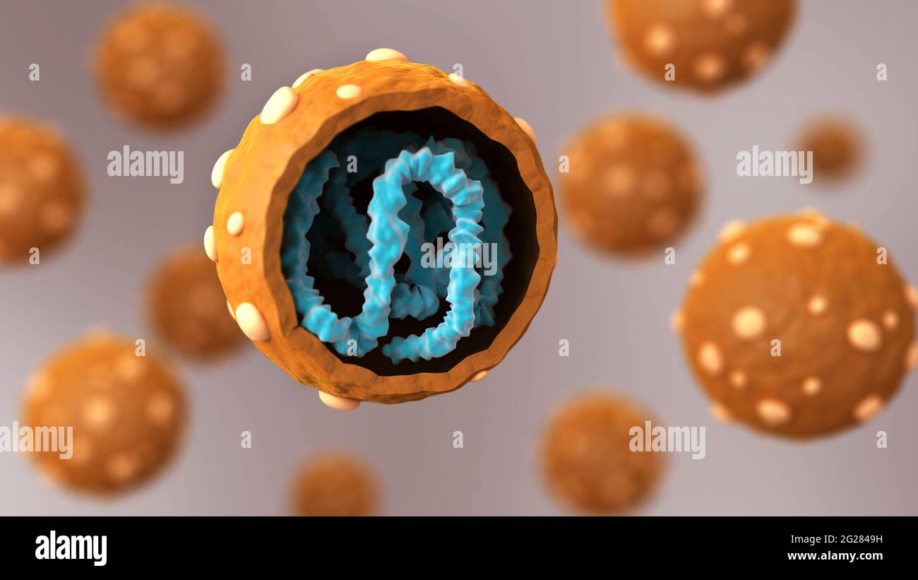 Ilustración biomédica que muestra la sección transversal del hantavirus. Foto de stock