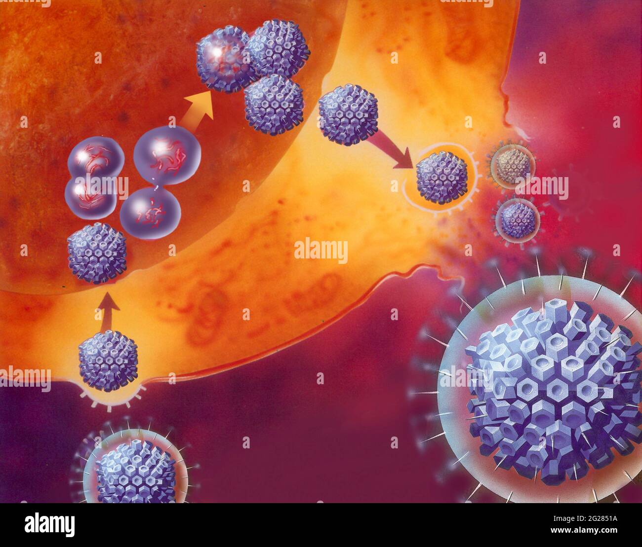 Celulas Infectadas Diagrama De Celulas De Virus Virus Capsid Structure