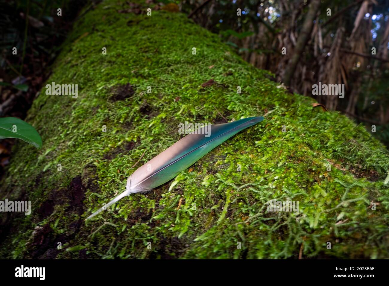 Una pluma verde brillante del vuelo de una paloma esmeralda ha caído en un tronco mossy en el bosque tropical de la lluvia de Eungella, Queensland del norte, Australia wit Foto de stock