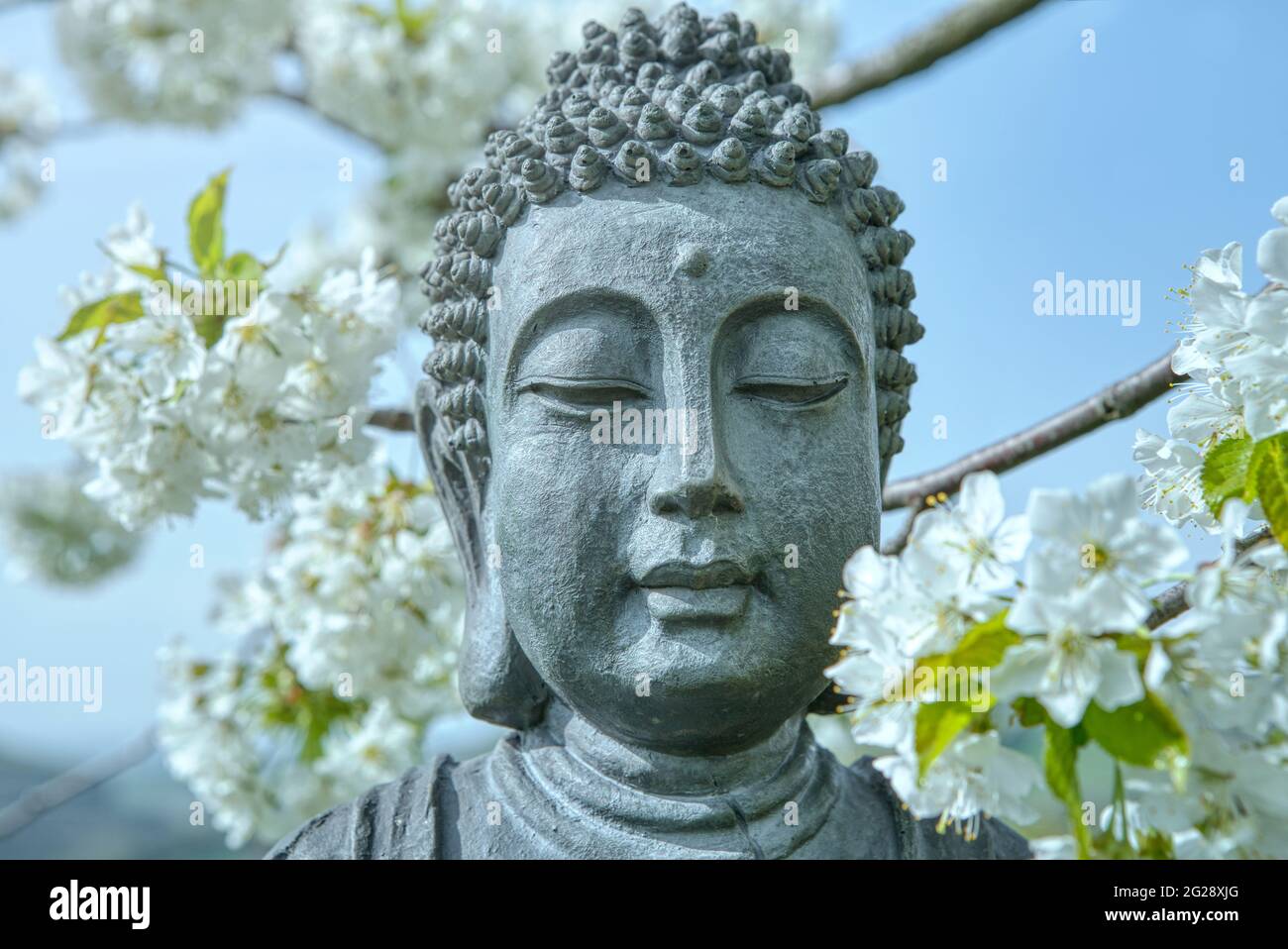 La cara de Buda. Estatua de Buda bajo el árbol de cerezo en flor. Flor de  cerezo blanco perfumado alrededor de la estatua de Buda en primavera  Fotografía de stock - Alamy