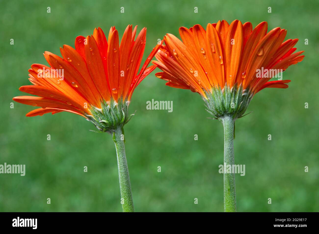 primer plano aislado de dos coloridas flores de margarita gerbera (Gerbera  jamesonii) con pequeñas gotas de lluvia pegadas a la parte posterior de  vibrantes pétalos de naranja Fotografía de stock - Alamy