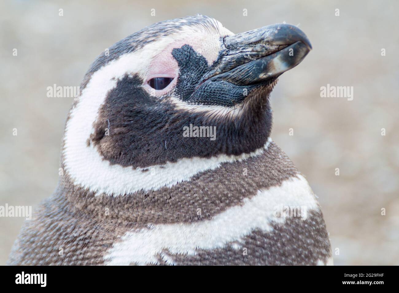 Detalle de un pingüino en la colonia de pingüinos de la isla Magdalena en el Estrecho de Magallanes, Chile Foto de stock