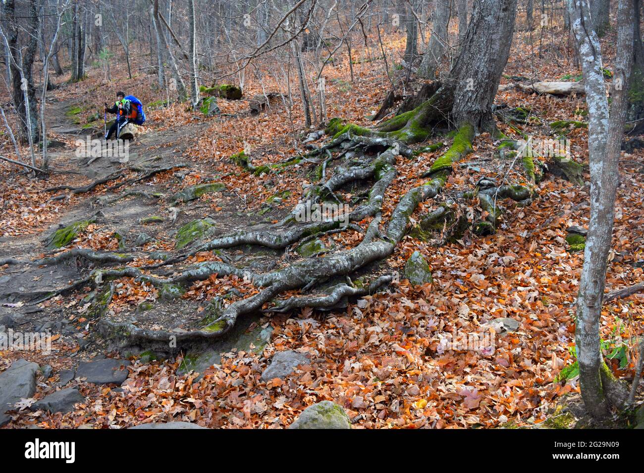 Caminante descansando en el sendero Appalachian cerca de las raíces de los árboles Foto de stock
