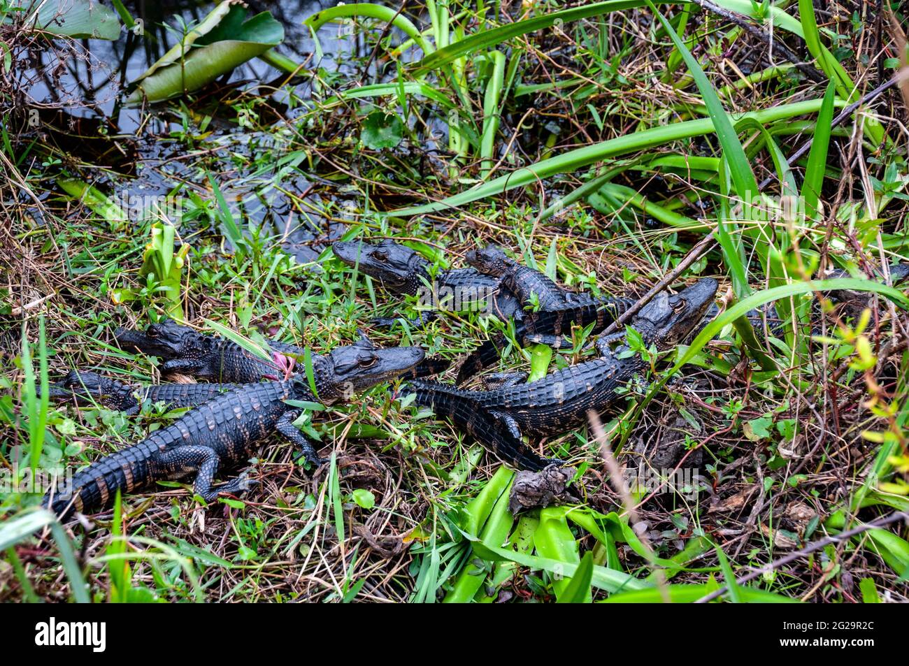 Seis caimanes estadounidenses (Alligator mississippiensis), Centro de Visitantes de Shark Valley, Parque Nacional Everglades, Florida Foto de stock
