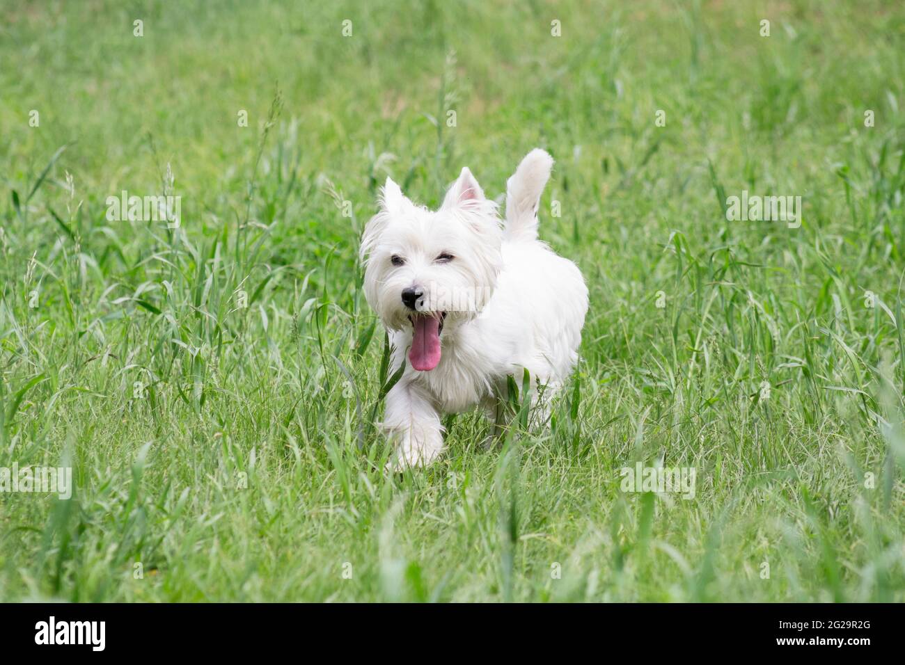 Lindo blanco escocés terrier cachorro está caminando sobre una hierba verde  y mirando la cámara. Animales de compañía. Perro de pura raza Fotografía de  stock - Alamy
