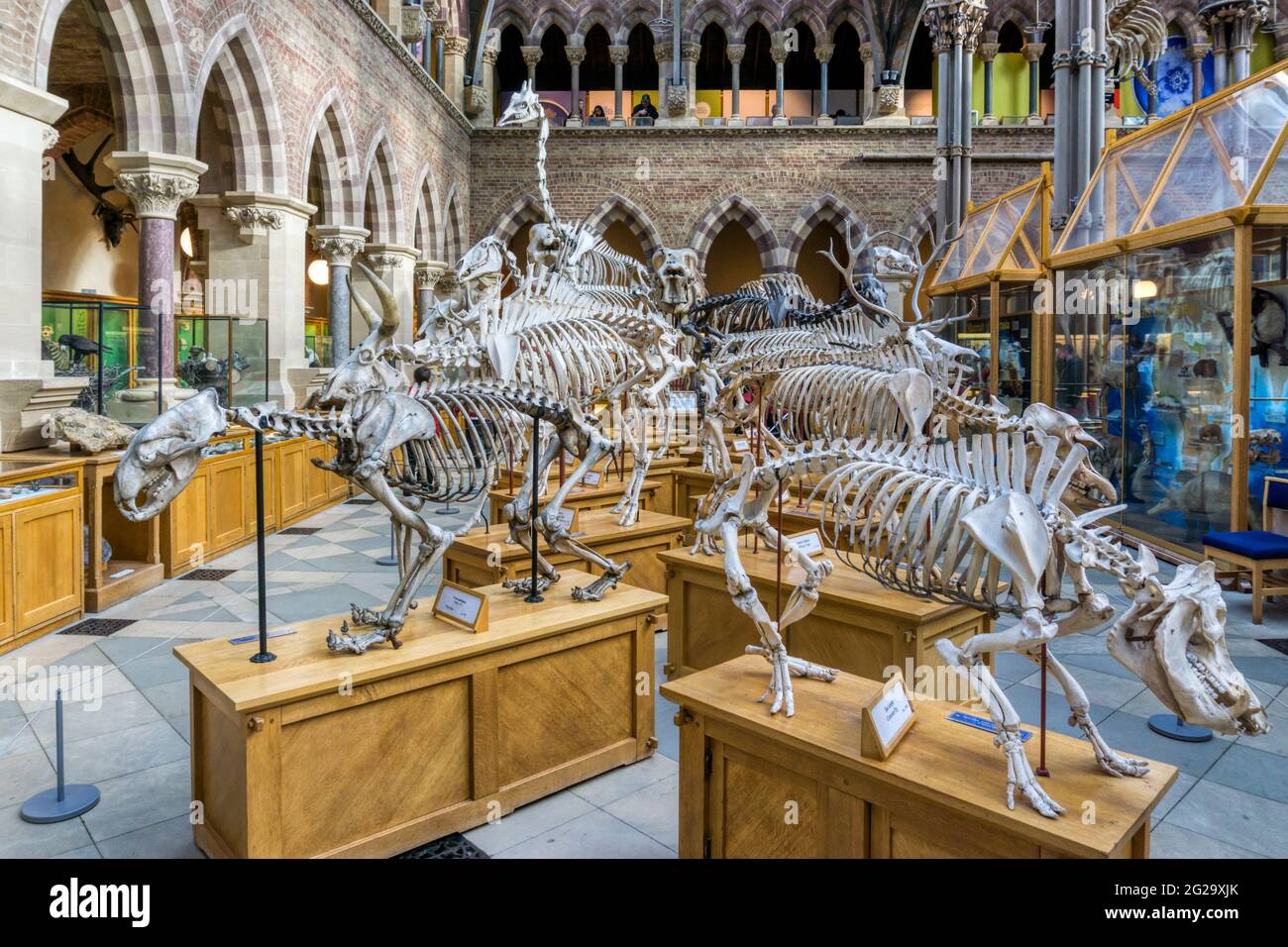 Museo de Historia Natural de Oxford. Foto de stock