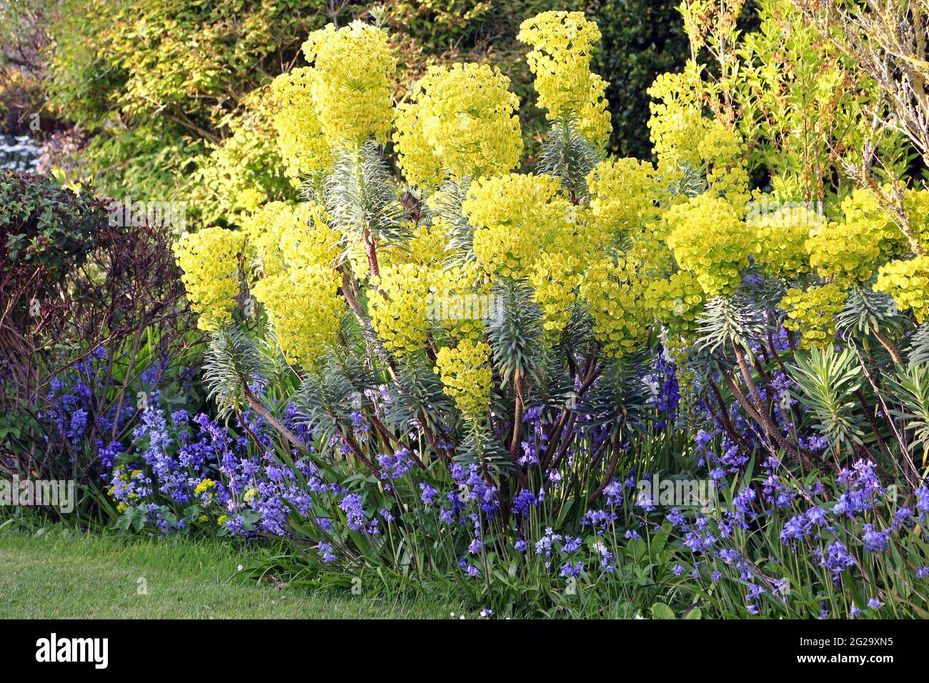 Yellow Mediterranean Spurge, Euphorbia characias wulfenii `Lambrook Gold' Foto de stock