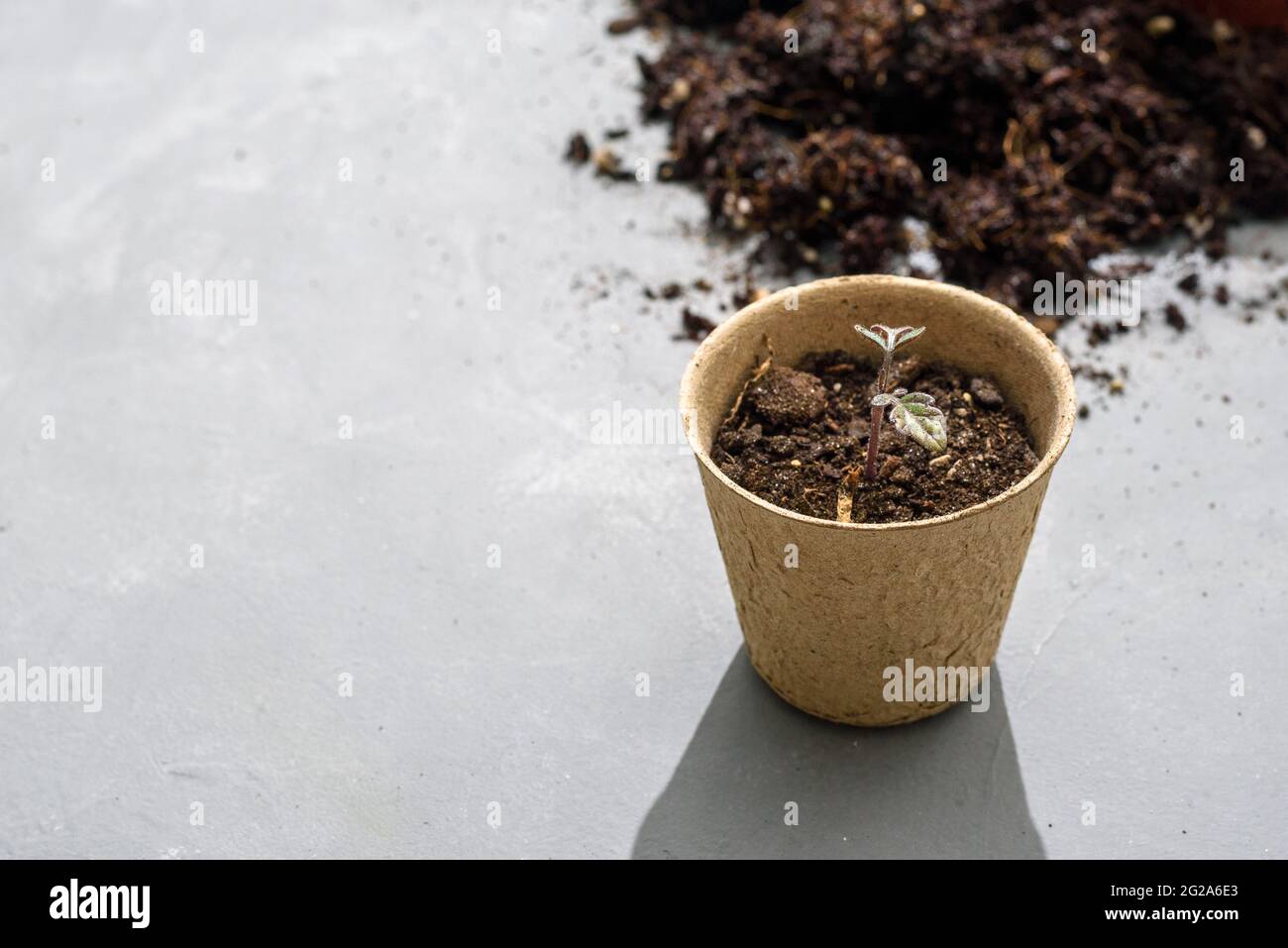 Semillas de papel biodegradables o macetas de plantas con brotes de tomate  cerca Fotografía de stock - Alamy
